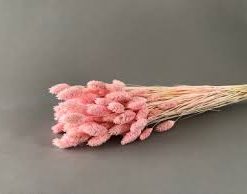 Une botte de Phalaris Séché Coloré